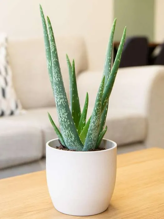 Front Page -Home plant PL92388PP main image 5049