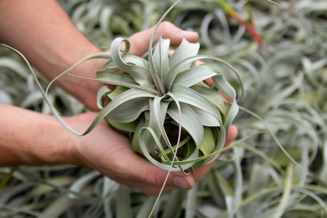 Front Page -Home plant Tillandsia Xerographica Air Plant 6