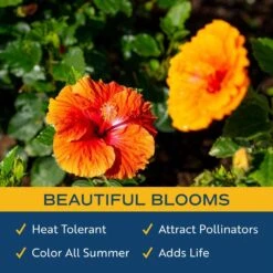 Orange Premium Hibiscus Tropical Live Outdoor Plant In 1 Gal. Grower Pot, Avg. Shipping Height 18 In. To 24 In. 17 Orange Premium Hibiscus Tropical Live Outdoor Plant In 1 Gal. Grower Pot, Avg. Shipping Height 18 In. To 24 In. -Home plant costa farms annuals 10hibbushorange 31 1000