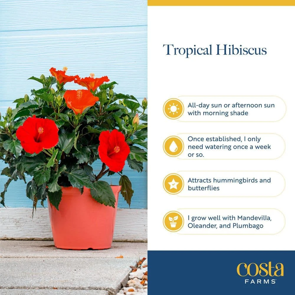Orange Premium Hibiscus Tropical Live Outdoor Plant In 1 Gal. Grower Pot, Avg. Shipping Height 18 In. To 24 In. 7 Orange Premium Hibiscus Tropical Live Outdoor Plant In 1 Gal. Grower Pot, Avg. Shipping Height 18 In. To 24 In. - Image 5