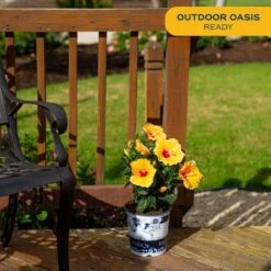 Orange Premium Hibiscus Tropical Live Outdoor Plant In 1 Gal. Grower Pot, Avg. Shipping Height 18 In. To 24 In. 13 Orange Premium Hibiscus Tropical Live Outdoor Plant In 1 Gal. Grower Pot, Avg. Shipping Height 18 In. To 24 In. -Home plant costa farms annuals 10hibbushorange 4f 1000