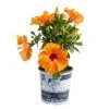 Orange Premium Hibiscus Tropical Live Outdoor Plant In 1 Gal. Grower Pot, Avg. Shipping Height 18 In. To 24 In. 1 Orange Premium Hibiscus Tropical Live Outdoor Plant In 1 Gal. Grower Pot, Avg. Shipping Height 18 In. To 24 In. -Home plant costa farms annuals 10hibbushorange 64 1000