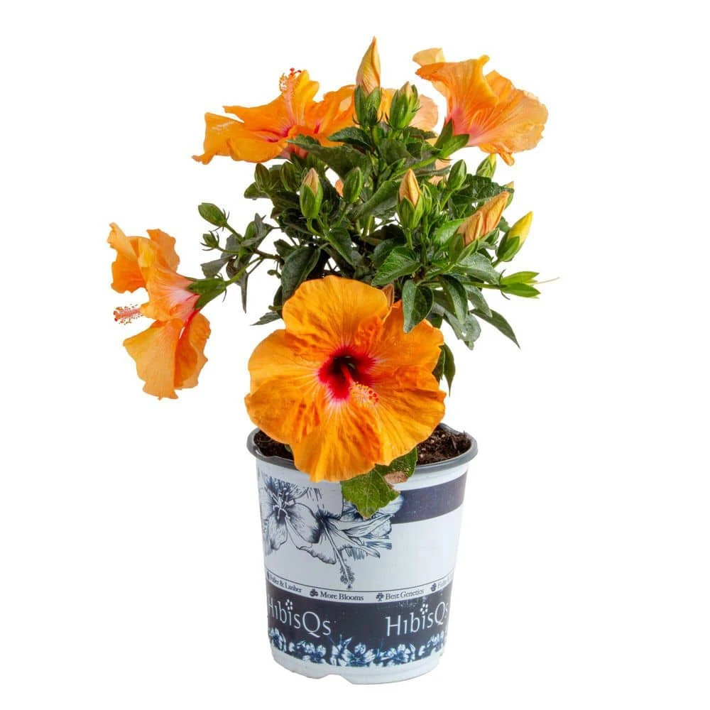 Orange Premium Hibiscus Tropical Live Outdoor Plant In 1 Gal. Grower Pot, Avg. Shipping Height 18 In. To 24 In. 3 Orange Premium Hibiscus Tropical Live Outdoor Plant In 1 Gal. Grower Pot, Avg. Shipping Height 18 In. To 24 In.