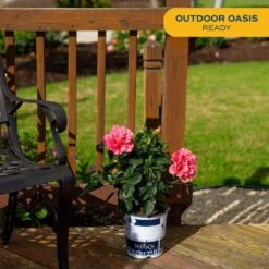 Pink Premium Hibiscus Tropical Live Outdoor Plant In 1 Gal. Grower Pot, Avg. Shipping Height 18 In. To 24 In. 12 Pink Premium Hibiscus Tropical Live Outdoor Plant In 1 Gal. Grower Pot, Avg. Shipping Height 18 In. To 24 In. -Home plant costa farms annuals 10hibbushpink 1f 1000