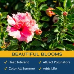 Pink Premium Hibiscus Tropical Live Outdoor Plant In 1 Gal. Grower Pot, Avg. Shipping Height 18 In. To 24 In. 15 Pink Premium Hibiscus Tropical Live Outdoor Plant In 1 Gal. Grower Pot, Avg. Shipping Height 18 In. To 24 In. -Home plant costa farms annuals 10hibbushpink 31 1000