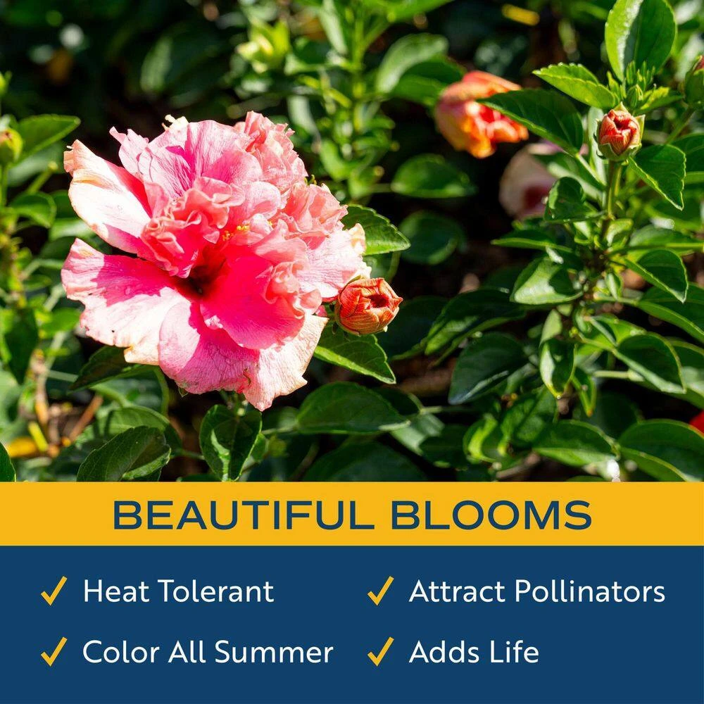 Pink Premium Hibiscus Tropical Live Outdoor Plant In 1 Gal. Grower Pot, Avg. Shipping Height 18 In. To 24 In. 9 Pink Premium Hibiscus Tropical Live Outdoor Plant In 1 Gal. Grower Pot, Avg. Shipping Height 18 In. To 24 In. - Image 7