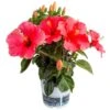 Pink Premium Hibiscus Tropical Live Outdoor Plant In 1 Gal. Grower Pot, Avg. Shipping Height 18 In. To 24 In. -Home plant costa farms annuals 10hibbushpink 64 1000