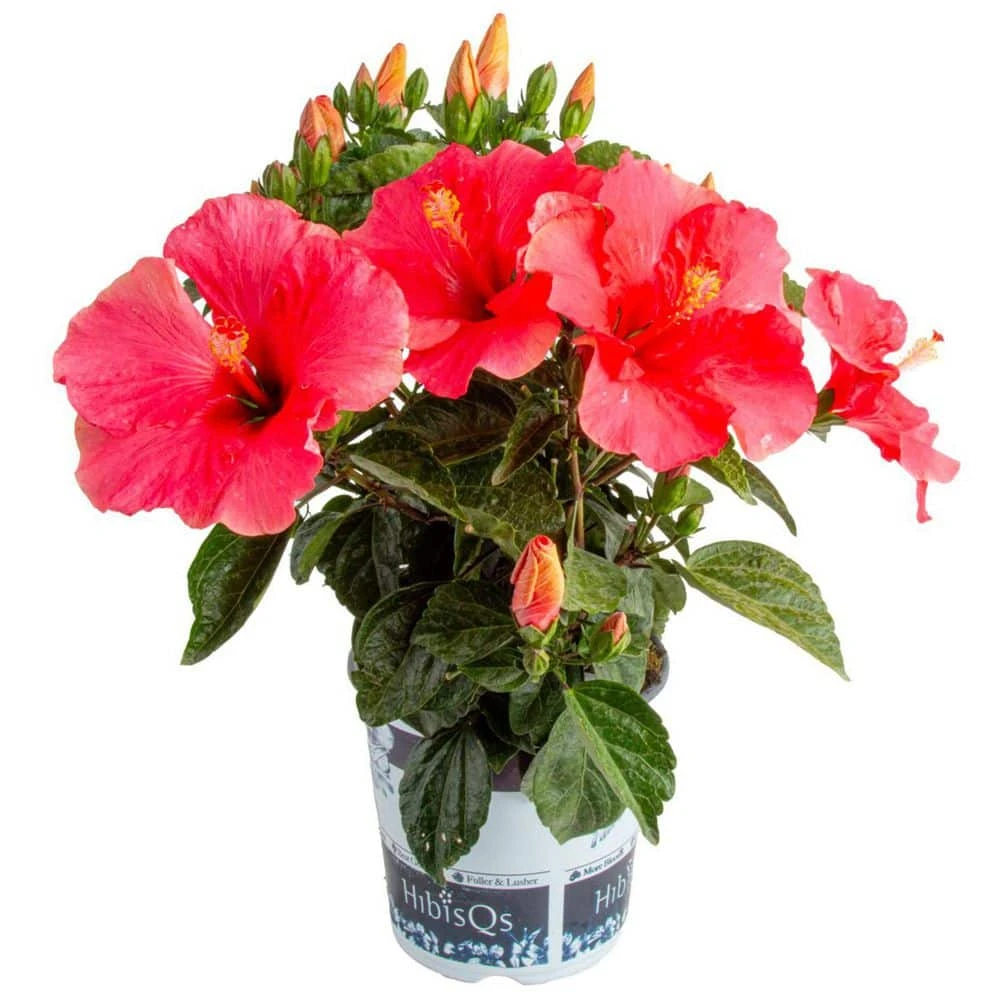 Pink Premium Hibiscus Tropical Live Outdoor Plant In 1 Gal. Grower Pot, Avg. Shipping Height 18 In. To 24 In. 3 Pink Premium Hibiscus Tropical Live Outdoor Plant In 1 Gal. Grower Pot, Avg. Shipping Height 18 In. To 24 In.