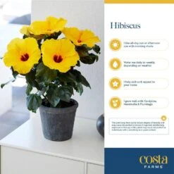 Yellow Premium Hibiscus Tropical Live Outdoor Plant In 1 Gal. Grower Pot, Avg. Shipping Height 18 In. To 24 In. -Home plant costa farms annuals 10hibbushyellow 1f 1000