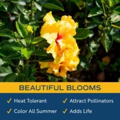 Yellow Premium Hibiscus Tropical Live Outdoor Plant In 1 Gal. Grower Pot, Avg. Shipping Height 18 In. To 24 In. -Home plant costa farms annuals 10hibbushyellow 31 1000