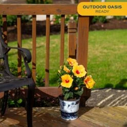 Yellow Premium Hibiscus Tropical Live Outdoor Plant In 1 Gal. Grower Pot, Avg. Shipping Height 18 In. To 24 In. -Home plant costa farms annuals 10hibbushyellow 4f 1000