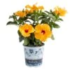 Yellow Premium Hibiscus Tropical Live Outdoor Plant In 1 Gal. Grower Pot, Avg. Shipping Height 18 In. To 24 In. -Home plant costa farms annuals 10hibbushyellow 64 1000