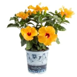 Yellow Premium Hibiscus Tropical Live Outdoor Plant In 1 Gal. Grower Pot, Avg. Shipping Height 18 In. To 24 In.