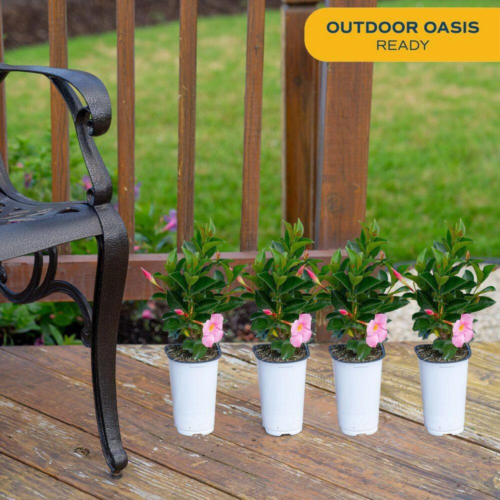 Pink Premium Mandevilla Outdoor Plant In 1.5 Pt. Grower Pot, Avg. Shipping Height 1 Ft. Tall (4-Pack) 10 Pink Premium Mandevilla Outdoor Plant In 1.5 Pt. Grower Pot, Avg. Shipping Height 1 Ft. Tall (4-Pack) - Image 8