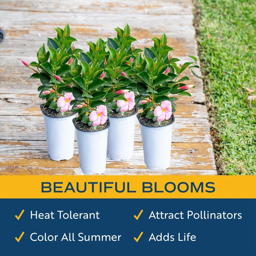 Pink Premium Mandevilla Outdoor Plant In 1.5 Pt. Grower Pot, Avg. Shipping Height 1 Ft. Tall (4-Pack) 6 Pink Premium Mandevilla Outdoor Plant In 1.5 Pt. Grower Pot, Avg. Shipping Height 1 Ft. Tall (4-Pack) - Image 4