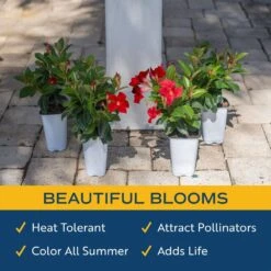 Red Premium Mandevilla Outdoor Plant In 1.5 Pt. Grower Pot, Avg. Shipping Height 1 Ft. Tall (4-Pack) 17 Red Premium Mandevilla Outdoor Plant In 1.5 Pt. Grower Pot, Avg. Shipping Height 1 Ft. Tall (4-Pack) -Home plant costa farms annuals 4manred4pk 31 1000