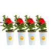 Red Premium Mandevilla Outdoor Plant In 1.5 Pt. Grower Pot, Avg. Shipping Height 1 Ft. Tall (4-Pack) -Home plant costa farms annuals 4manred4pk 64 1000