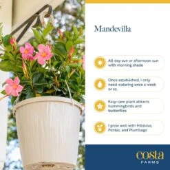 Red Premium Mandevilla Outdoor Plant In 1.5 Pt. Grower Pot, Avg. Shipping Height 1 Ft. Tall (4-Pack) 16 Red Premium Mandevilla Outdoor Plant In 1.5 Pt. Grower Pot, Avg. Shipping Height 1 Ft. Tall (4-Pack) -Home plant costa farms annuals 4manred4pk 76 1000