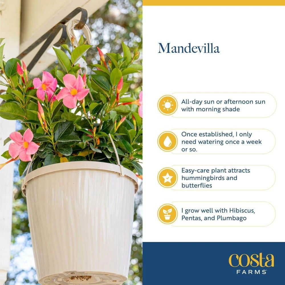 Red Premium Mandevilla Outdoor Plant In 1.5 Pt. Grower Pot, Avg. Shipping Height 1 Ft. Tall (4-Pack) 9 Red Premium Mandevilla Outdoor Plant In 1.5 Pt. Grower Pot, Avg. Shipping Height 1 Ft. Tall (4-Pack) - Image 7