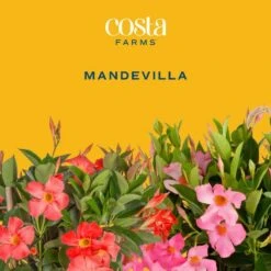 Red Premium Mandevilla Outdoor Plant In 1.5 Pt. Grower Pot, Avg. Shipping Height 1 Ft. Tall (4-Pack) 12 Red Premium Mandevilla Outdoor Plant In 1.5 Pt. Grower Pot, Avg. Shipping Height 1 Ft. Tall (4-Pack) -Home plant costa farms annuals 4manred4pk c3 1000