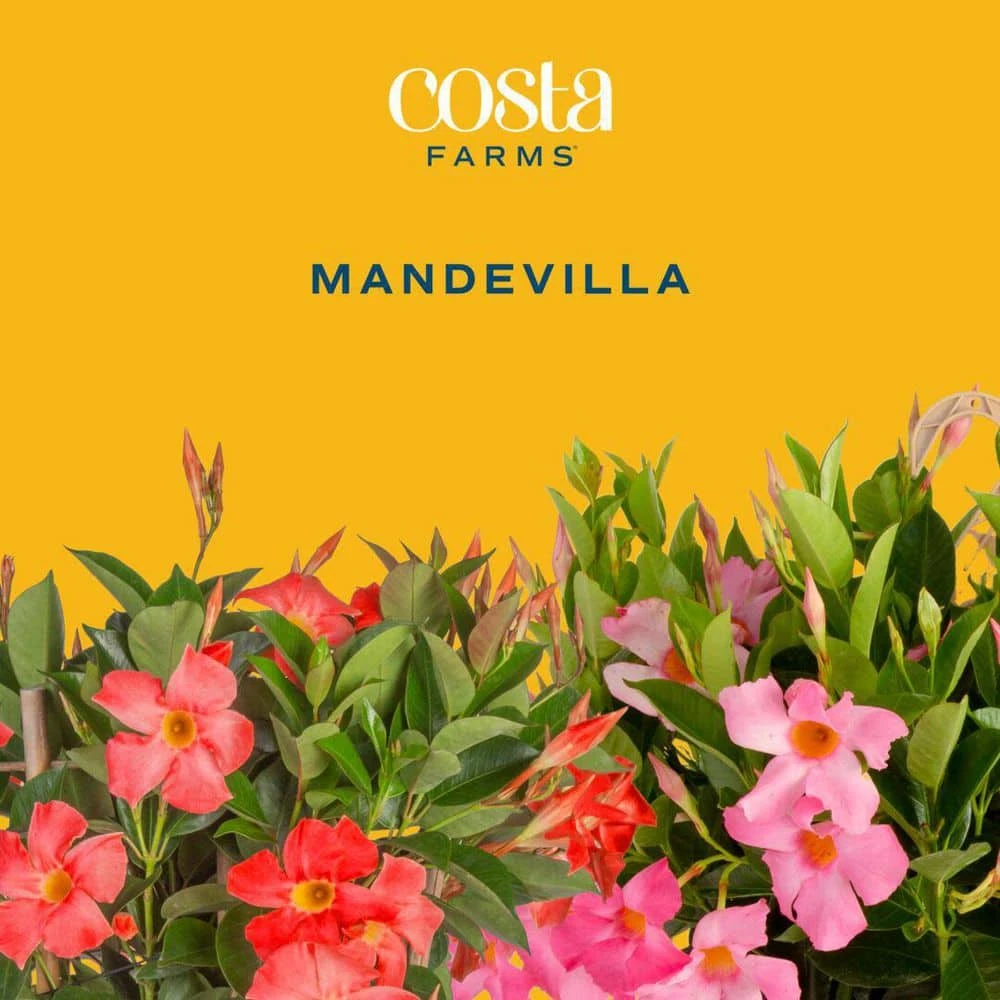 Red Premium Mandevilla Outdoor Plant In 1.5 Pt. Grower Pot, Avg. Shipping Height 1 Ft. Tall (4-Pack) 5 Red Premium Mandevilla Outdoor Plant In 1.5 Pt. Grower Pot, Avg. Shipping Height 1 Ft. Tall (4-Pack) - Image 3