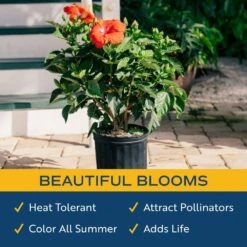 Grower's Choice Premium Hibiscus Flowering Outdoor Bush In 10 In. Grower Pot, Avg. Shipping Height 2-3 Ft. Tall -Home plant costa farms annuals co 10hibbush 3 gp 44 1000