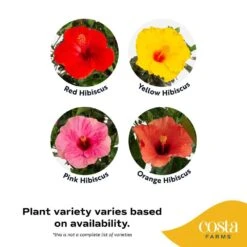 Grower's Choice Premium Hibiscus Flowering Outdoor Bush In 10 In. Grower Pot, Avg. Shipping Height 2-3 Ft. Tall -Home plant costa farms annuals co 10hibbush 3 gp 4f 1000