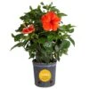 Grower's Choice Premium Hibiscus Flowering Outdoor Bush In 10 In. Grower Pot, Avg. Shipping Height 2-3 Ft. Tall 1 Grower's Choice Premium Hibiscus Flowering Outdoor Bush In 10 In. Grower Pot, Avg. Shipping Height 2-3 Ft. Tall -Home plant costa farms annuals co 10hibbush 3 gp 64 1000