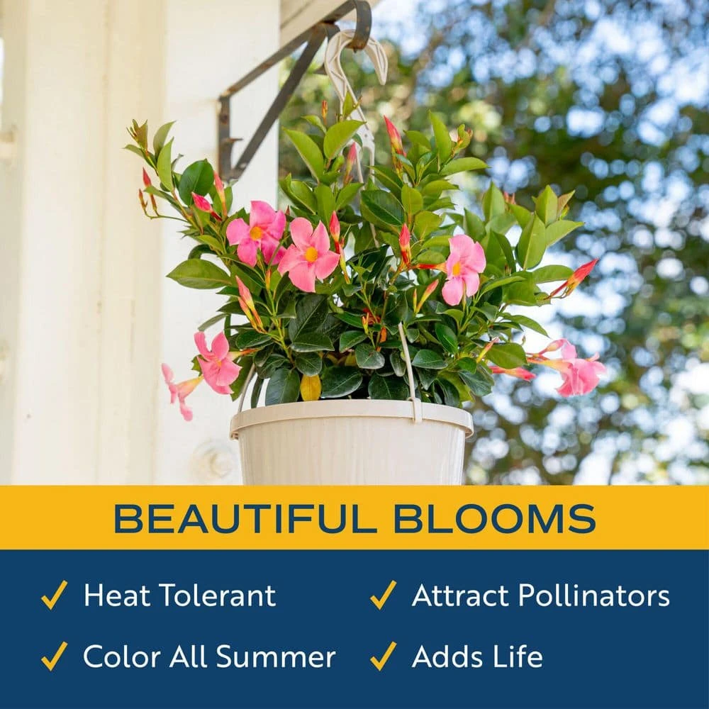 Grower's Choice Premium Mandevilla Live Outdoor Plant In 10 In. Hanging Basket, Avg. Shipping Height 3-4 Ft. Tall 7 Grower's Choice Premium Mandevilla Live Outdoor Plant In 10 In. Hanging Basket, Avg. Shipping Height 3-4 Ft. Tall - Image 5