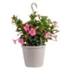 Grower's Choice Premium Mandevilla Live Outdoor Plant In 10 In. Hanging Basket, Avg. Shipping Height 3-4 Ft. Tall -Home plant costa farms annuals co 10manhb 3 gp 64 1000