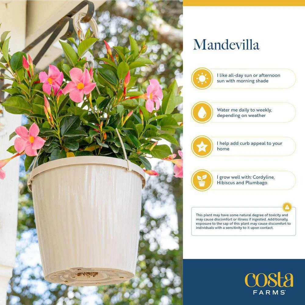 Grower's Choice Premium Mandevilla Live Outdoor Plant In 10 In. Hanging Basket, Avg. Shipping Height 3-4 Ft. Tall 4 Grower's Choice Premium Mandevilla Live Outdoor Plant In 10 In. Hanging Basket, Avg. Shipping Height 3-4 Ft. Tall - Image 2