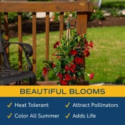 Grower's Choice Outdoor Vining Mandevilla Trellis In 9.25 In. Grower Pot, Avg. Shipping Height 2-3 Ft. Tall 19 Grower's Choice Outdoor Vining Mandevilla Trellis In 9.25 In. Grower Pot, Avg. Shipping Height 2-3 Ft. Tall -Home plant costa farms annuals co 10mantr 3 gp 31 1000