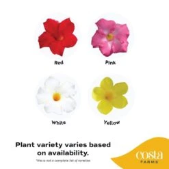 Grower's Choice Outdoor Vining Mandevilla Trellis In 9.25 In. Grower Pot, Avg. Shipping Height 2-3 Ft. Tall 14 Grower's Choice Outdoor Vining Mandevilla Trellis In 9.25 In. Grower Pot, Avg. Shipping Height 2-3 Ft. Tall -Home plant costa farms annuals co 10mantr 3 gp 4f 1000