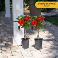 Grower's Choice Braided Hibiscus Live Outdoor Plant In 2.5 Qt. Grower Pot, Avg. Shipping Height 1-2 Ft. Tall (2-Pack) -Home plant costa farms annuals co 25hibbr 3 gp 31 1000