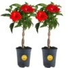 Grower's Choice Braided Hibiscus Live Outdoor Plant In 2.5 Qt. Grower Pot, Avg. Shipping Height 1-2 Ft. Tall (2-Pack) -Home plant costa farms annuals co 25hibbr 3 gp 64 1000