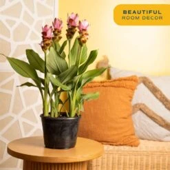 Grower's Choice Curcuma Outdoor Plant In 3 Qt. Grower Pot, Avg. Shipping Height 1-2 Ft. Tall -Home plant costa farms annuals m cuc g pot 01 1f 1000