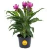 Grower's Choice Curcuma Outdoor Plant In 3 Qt. Grower Pot, Avg. Shipping Height 1-2 Ft. Tall -Home plant costa farms annuals m cuc g pot 01 64 1000