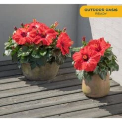 Grower's Choice Outdoor Hibiscus Bush Plant In 2.5 Qt. Grower Pot, Avg. Shipping Height 18-24 In. -Home plant costa farms annuals m hib g pot 01 31 1000