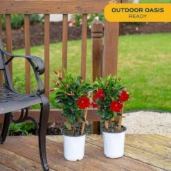 2.5 Qt. Outdoor Grower's Choice Mandevilla Trellis Plant In Grower Pot 2-Pack, Avg. Shipping Height 1-2 Ft. Tall 15 2.5 Qt. Outdoor Grower's Choice Mandevilla Trellis Plant In Grower Pot 2-Pack, Avg. Shipping Height 1-2 Ft. Tall -Home plant costa farms annuals m mvt g pot 02 1f 1000