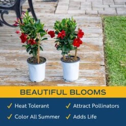 2.5 Qt. Outdoor Grower's Choice Mandevilla Trellis Plant In Grower Pot 2-Pack, Avg. Shipping Height 1-2 Ft. Tall 19 2.5 Qt. Outdoor Grower's Choice Mandevilla Trellis Plant In Grower Pot 2-Pack, Avg. Shipping Height 1-2 Ft. Tall -Home plant costa farms annuals m mvt g pot 02 31 1000