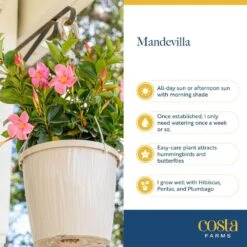 2.5 Qt. Outdoor Grower's Choice Mandevilla Trellis Plant In Grower Pot 2-Pack, Avg. Shipping Height 1-2 Ft. Tall 16 2.5 Qt. Outdoor Grower's Choice Mandevilla Trellis Plant In Grower Pot 2-Pack, Avg. Shipping Height 1-2 Ft. Tall -Home plant costa farms annuals m mvt g pot 02 44 1000