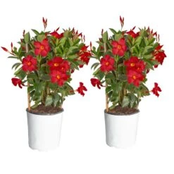 2.5 Qt. Outdoor Grower's Choice Mandevilla Trellis Plant In Grower Pot 2-Pack, Avg. Shipping Height 1-2 Ft. Tall
