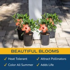 Orange Premium Hibiscus Tropical Live Outdoor Plant In 1 Qt. Grower Pot, Avg. Shipping Height 1-2 Ft. Tall (4-Pack) -Home plant costa farms annuals qthibyel4pk 1f 1000