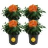 Orange Premium Hibiscus Tropical Live Outdoor Plant In 1 Qt. Grower Pot, Avg. Shipping Height 1-2 Ft. Tall (4-Pack) 2 Orange Premium Hibiscus Tropical Live Outdoor Plant In 1 Qt. Grower Pot, Avg. Shipping Height 1-2 Ft. Tall (4-Pack) -Home plant costa farms annuals qthibyel4pk 64 1000