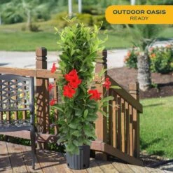 Grower's Choice Outdoor Mandevilla Teepee Bush In 12 In. Grower Pot, Avg. Shipping Height 5 Ft. Tall -Home plant costa farms annuals xl mtr g pot 01 31 1000