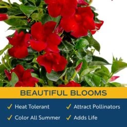 Grower's Choice Outdoor Mandevilla Teepee Bush In 12 In. Grower Pot, Avg. Shipping Height 5 Ft. Tall -Home plant costa farms annuals xl mtr g pot 01 4f 1000