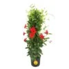 Grower's Choice Outdoor Mandevilla Teepee Bush In 12 In. Grower Pot, Avg. Shipping Height 5 Ft. Tall