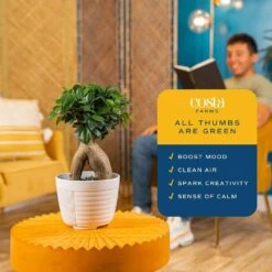 Ficus Bonsai Indoor Plant In 6 In. White Pot, Average Shipping Height 1-2 Ft. Tall 15 Ficus Bonsai Indoor Plant In 6 In. White Pot, Average Shipping Height 1-2 Ft. Tall -Home plant costa farms bonsai trees 6bonsaibowlficus 1f 1000