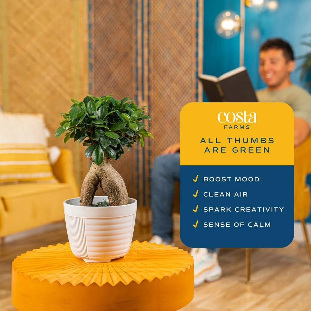 Ficus Bonsai Indoor Plant In 6 In. White Pot, Average Shipping Height 1-2 Ft. Tall 7 Ficus Bonsai Indoor Plant In 6 In. White Pot, Average Shipping Height 1-2 Ft. Tall - Image 5