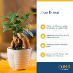 Ficus Bonsai Indoor Plant In 6 In. White Pot, Average Shipping Height 1-2 Ft. Tall 19 Ficus Bonsai Indoor Plant In 6 In. White Pot, Average Shipping Height 1-2 Ft. Tall -Home plant costa farms bonsai trees 6bonsaibowlficus 31 1000